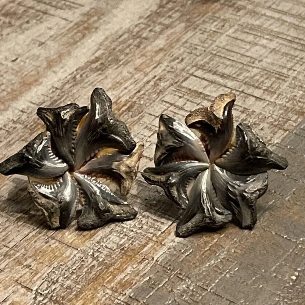 VTG Shark Tooth Teeth Fossil Silver‎ Tone Screw Back Earrings Handmade BOHO READ